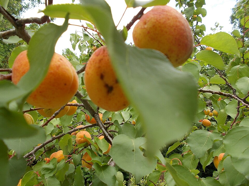 Ripe apricots on the tree, similar variety