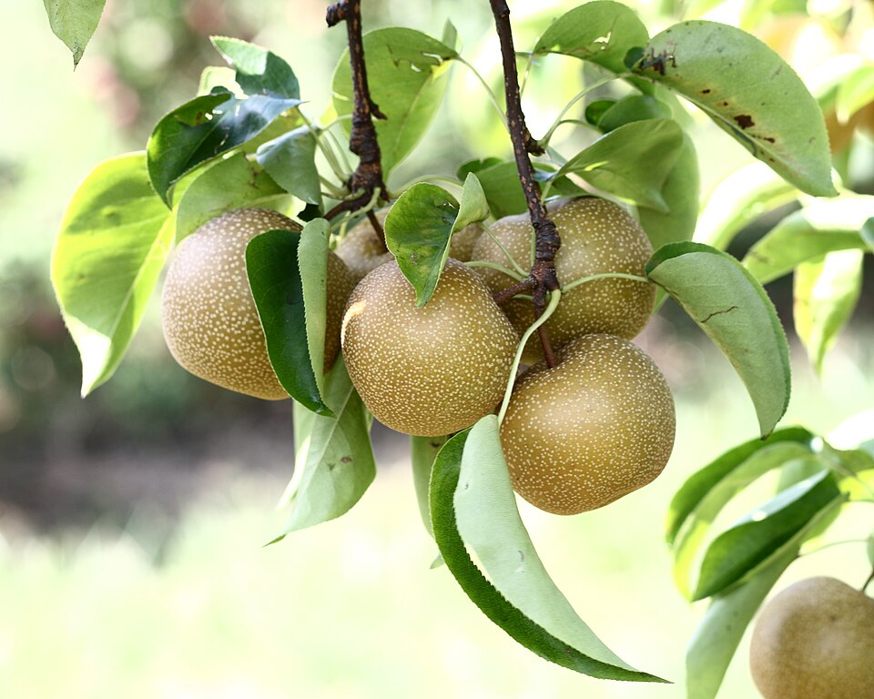 Hosui Asian pears