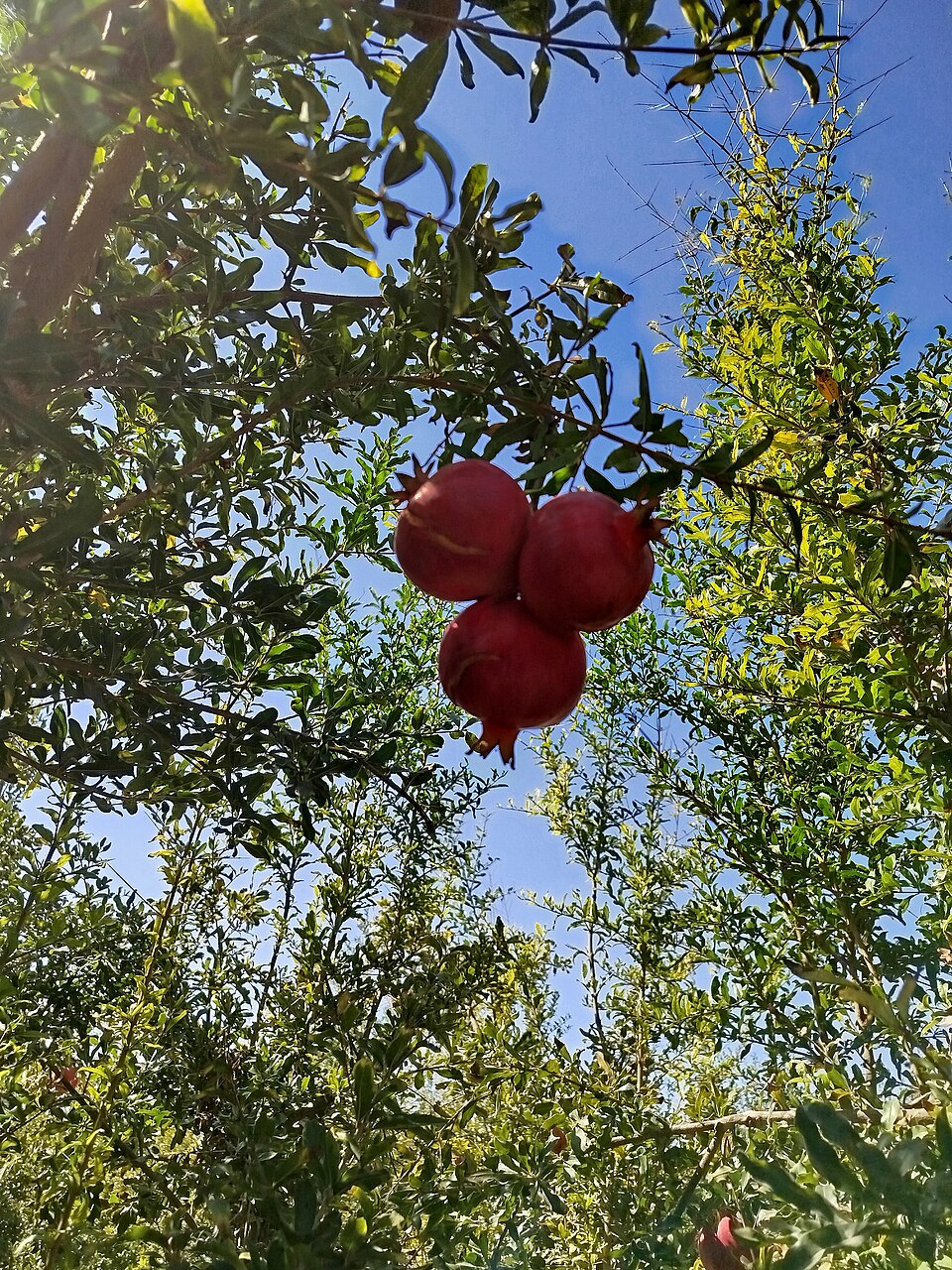 Ripe pomegranates on the tree, similar variety